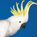 100 Pics Australia Day Quiz Answers Level 50