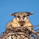 100 Pics Australia Day Quiz Answers Level 51