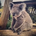 100 Pics Australia Day Quiz Answers Level 62