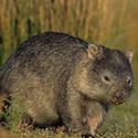 100 Pics Australia Day Quiz Answers Level 68