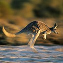 100 Pics Australia Day Quiz Answers Level 73