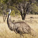 100 Pics Australia Day Quiz Answers Level 95