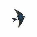 100 Pics Birds Answers Level 1