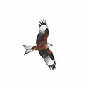 100 Pics Birds Answers Level 2
