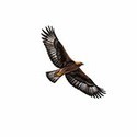 100 Pics Birds Answers Level 3