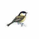 100 Pics Birds Answers Level 5