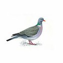 100 Pics Birds Answers Level 7