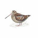100 Pics Birds Answers Level 8