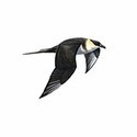 100 Pics Birds Answers Level 9