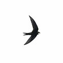 100 Pics Birds Answers Level 11