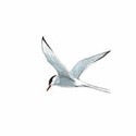 100 Pics Birds Answers Level 13
