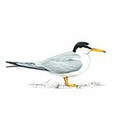 100 Pics Birds Answers Level 14