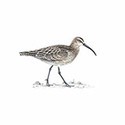 100 Pics Birds Answers Level 15