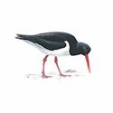 100 Pics Birds Answers Level 16