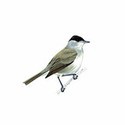 100 Pics Birds Answers Level 17
