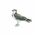 100 Pics Birds Answers Level 19