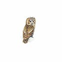 100 Pics Birds Answers Level 20