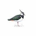 100 Pics Birds Answers Level 21