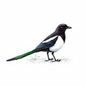 100 Pics Birds Answers Level 22