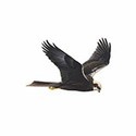 100 Pics Birds Answers Level 23