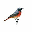 100 Pics Birds Answers Level 25