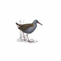 100 Pics Birds Answers Level 26