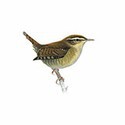 100 Pics Birds Answers Level 27