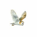 100 Pics Birds Answers Level 28