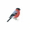 100 Pics Birds Answers Level 29