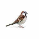 100 Pics Birds Answers Level 31