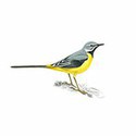 100 Pics Birds Answers Level 33