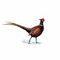 100 Pics Birds Answers Level 34