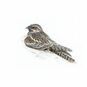 100 Pics Birds Answers Level 35