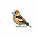 100 Pics Birds Answers Level 37
