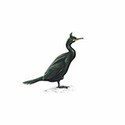 100 Pics Birds Answers Level 38