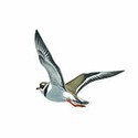 100 Pics Birds Answers Level 39