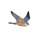 100 Pics Birds Answers Level 40