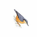 100 Pics Birds Answers Level 43