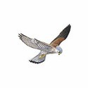 100 Pics Birds Answers Level 44