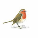 100 Pics Birds Answers Level 45