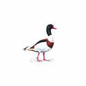 100 Pics Birds Answers Level 47