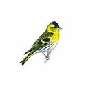 100 Pics Birds Answers Level 48