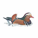 100 Pics Birds Answers Level 49