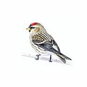 100 Pics Birds Answers Level 50