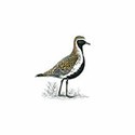 100 Pics Birds Answers Level 51