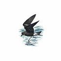 100 Pics Birds Answers Level 53