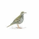 100 Pics Birds Answers Level 54