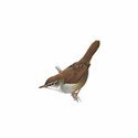 100 Pics Birds Answers Level 56