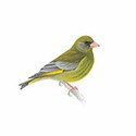 100 Pics Birds Answers Level 57