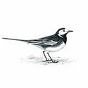100 Pics Birds Answers Level 58
